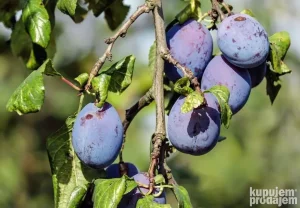 iznajmljujem Vocnjak