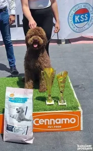 Lagotto Romagnolo muzjak za parenje