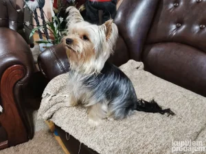 Parenje jorksirski terijer sa rodovnikom