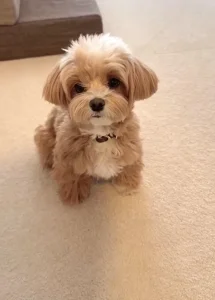 Maltipoo dečaci