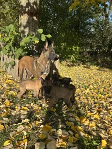 Belgijski ovcari-Malinoa