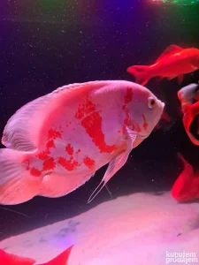 Maticni par oskar ciklida