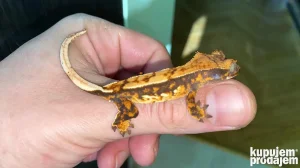 Crested Gekoni