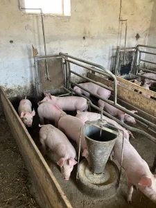 Prasici