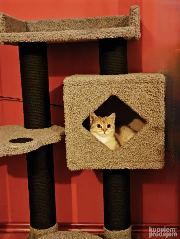 Penjalica-grebalica za mačke i mace