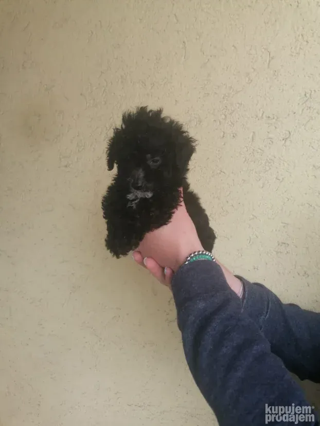 Maltipoo najmanji tea cup ili mini