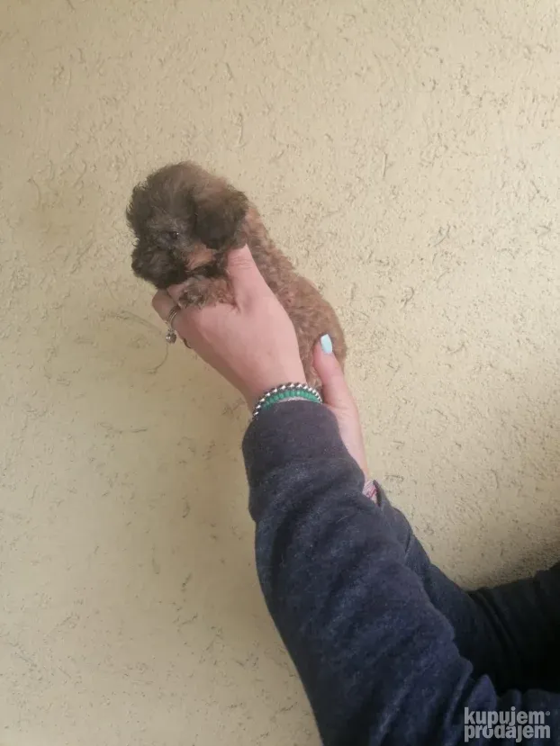 Maltipoo najmanji tea cup ili mini