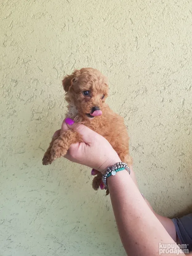 Maltipoo najmanji tea cup ili mini