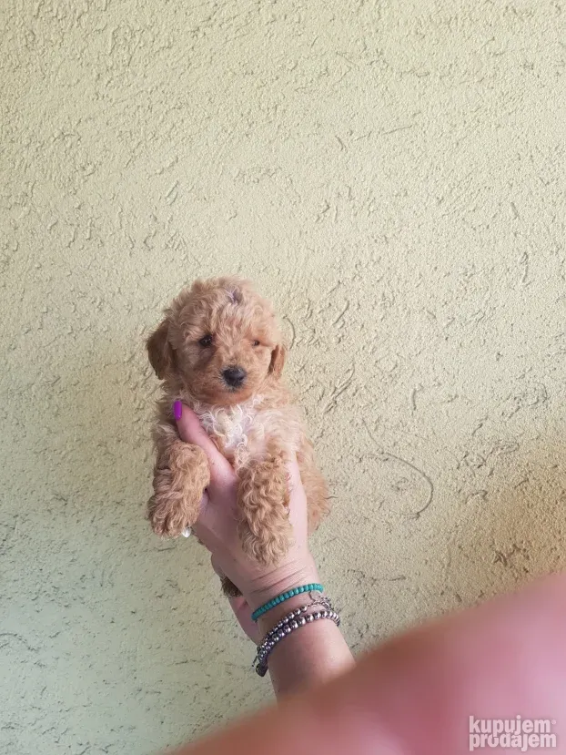 Maltipoo najmanji tea cup ili mini