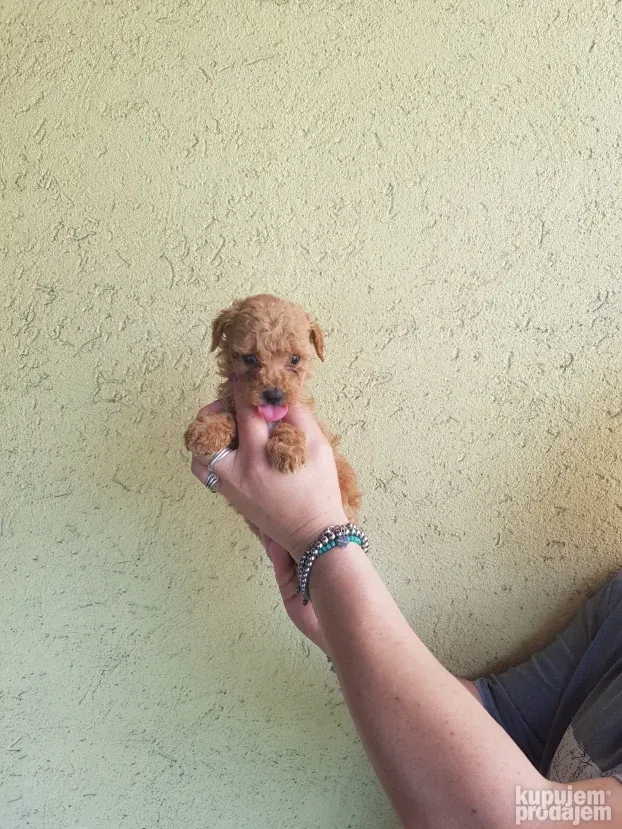 Maltipoo najmanji tea cup ili mini