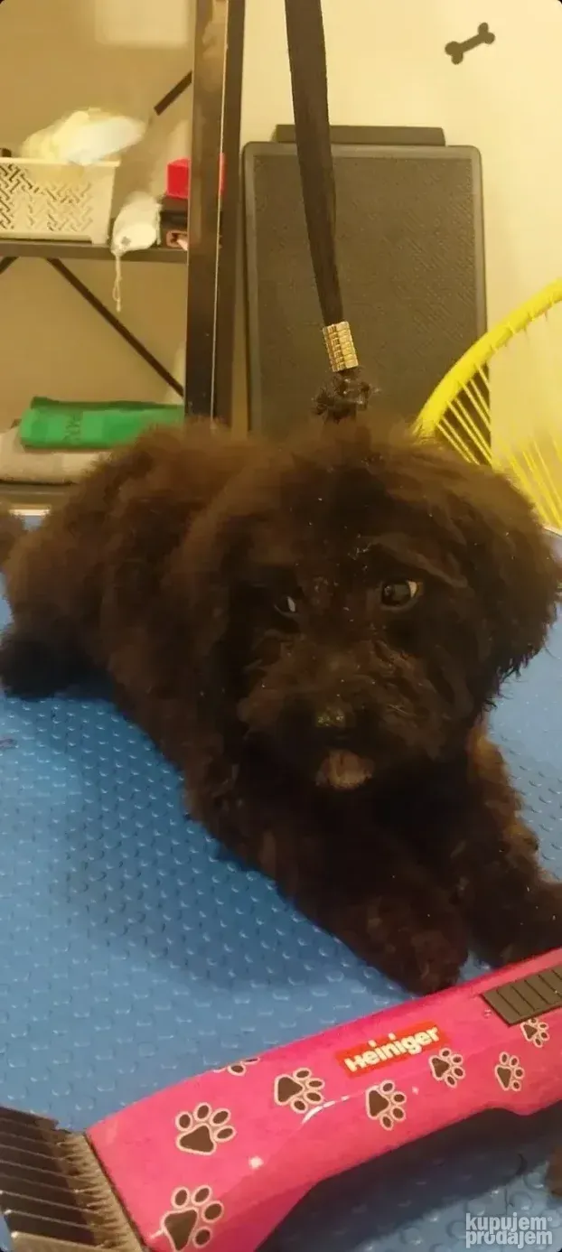 Maltipoo najmanji tea cup ili mini