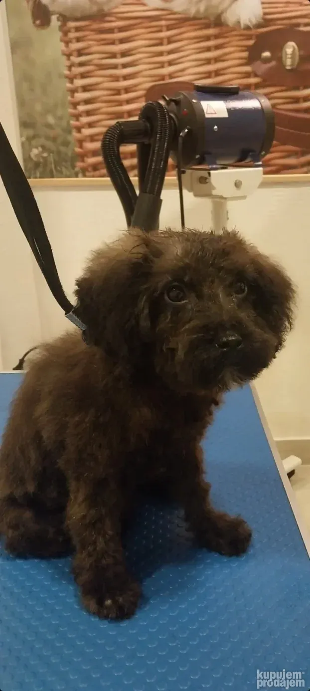 Maltipoo najmanji tea cup ili mini