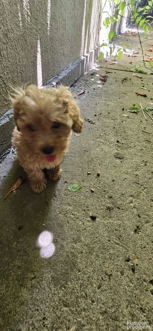 Maltipoo najmanji tea cup ili mini