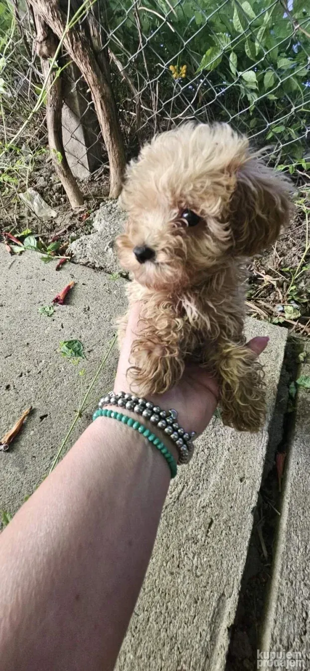 Maltipoo najmanji tea cup ili mini
