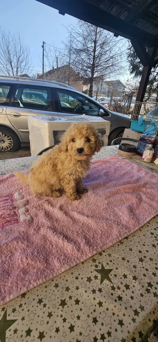 Maltipoo najmanji tea cup ili mini