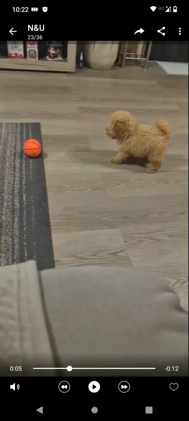 Maltipoo najmanji tea cup ili mini