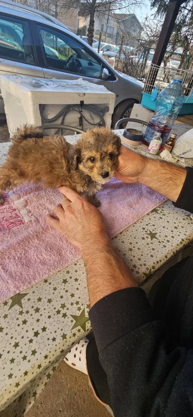 Maltipoo najmanji tea cup ili mini