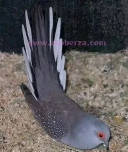 dijamant golubić mužjak