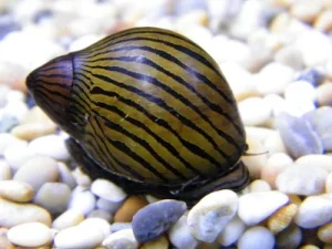 Neritina natalensis- zebra i red spotted