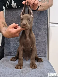 Doberman braon melastik