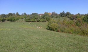 Imanje u okolini Donjeg Milanovca