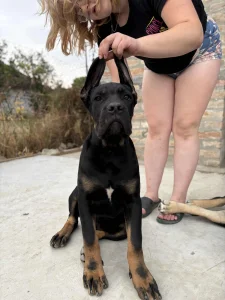cane corso muzijak