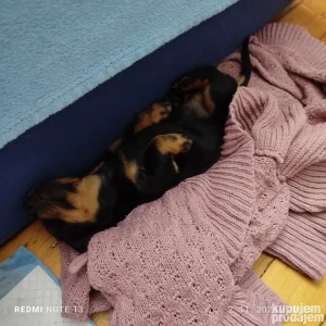 Prodajem najsladjeg jazavicara na svetu