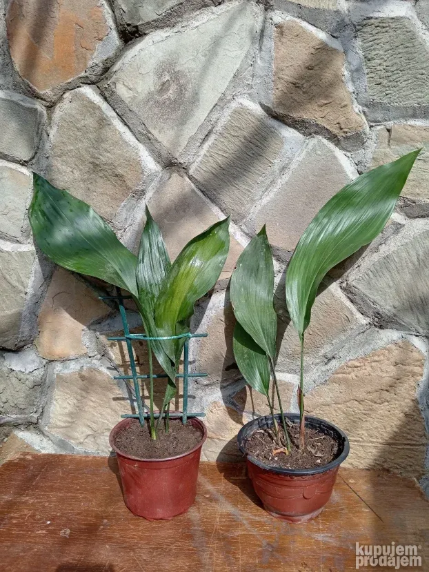 anthurium rouge Anthurium Red