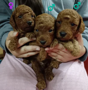 Pudla crvena štenad