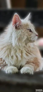 Maine Coon mačak za parenje