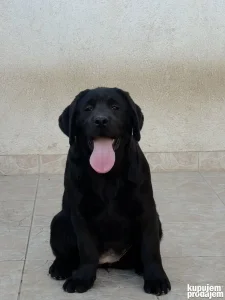 Ženka labradora na prodaju