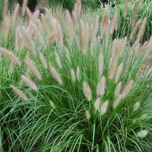 Pennisetum alopecuroides