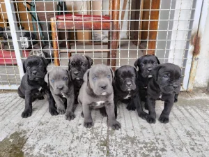 Cane Corso štenci