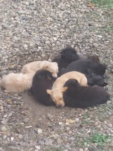 Štenci za udomljavanje