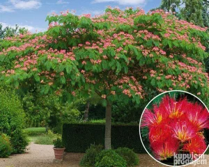 Albicija sadnice 1,5m+