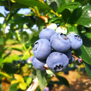 Borovnica Djuk sadnice