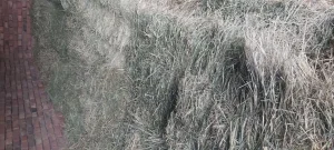 Detelina sa travom