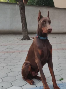 Doberman parenje
