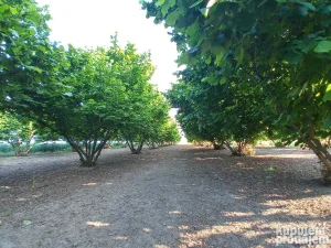 Pećinci, Karlovčić, 111 ar