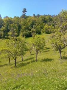 prodaja zemljišne parcele Zlatibor
