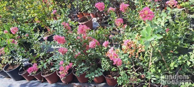 Indijski jorgovani 1m