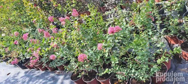 Indijski jorgovani 1m