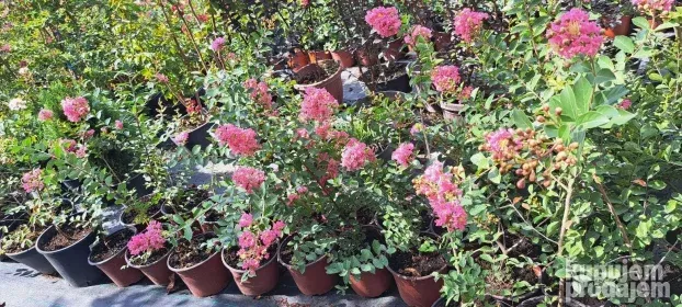 Indijski jorgovani 1m