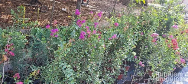 Indijski jorgovani 1m