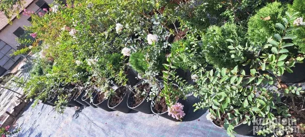 Indijski jorgovani 1m