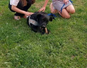 Psi na poklon -trazimo pravi dom