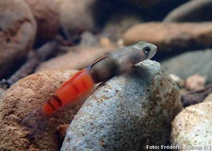 Sicyopus zosterophorus - red panda