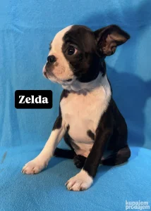 Stene Boston terijer