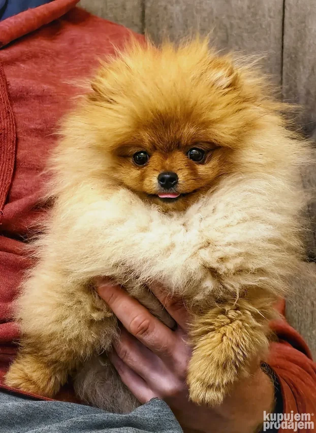 Predivna ženkica na prodaju, odgajivačnica Little Pomeranian
