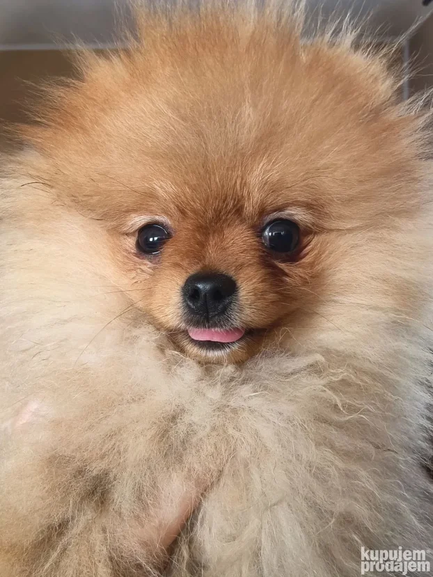 Predivna ženkica na prodaju, odgajivačnica Little Pomeranian